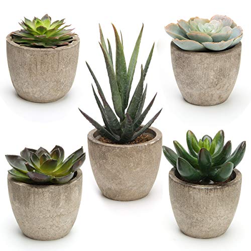 Coitak Artificial Succulent Plants Potted, Assorted Decorative Faux Succulent Potted Fake Cactus Cacti Plants with Pots, Set of 5