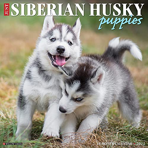Just Siberian Husky Puppies 2022 Wall Calendar (Dog Breed)